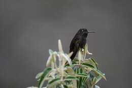 Image of Black Metaltail