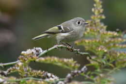 Image of Golden-crowned Kinglet