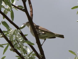 Image of Garden warbler