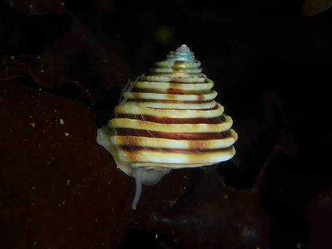 Image of channeled topsnail