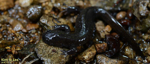 Image of Chinese Salamander