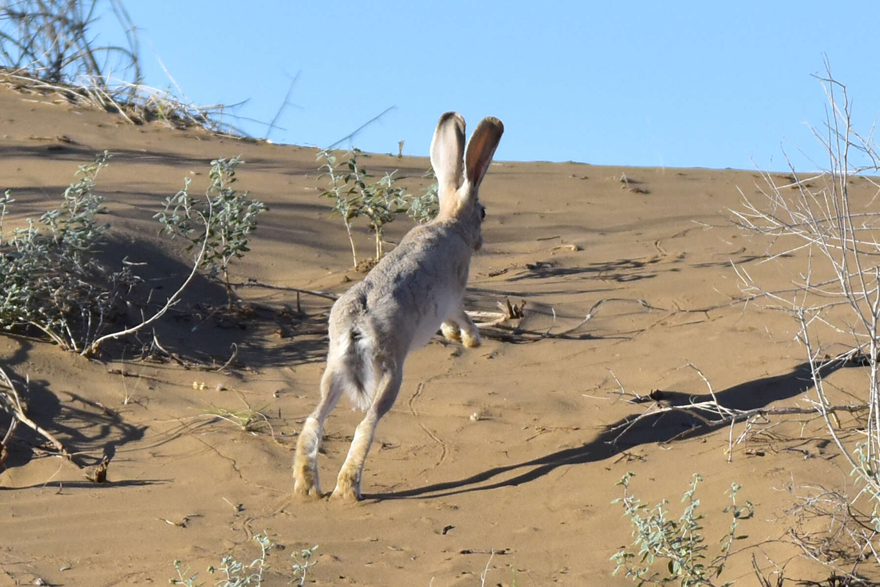 Image of Tolai Hare