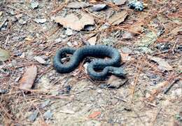 Image of Querétaro dusky rattlesnake