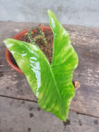 Image of Alocasia zebrina Schott ex Van Houtte