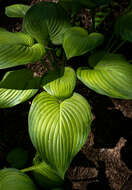 Imagem de Hosta plantaginea (Lam.) Asch.