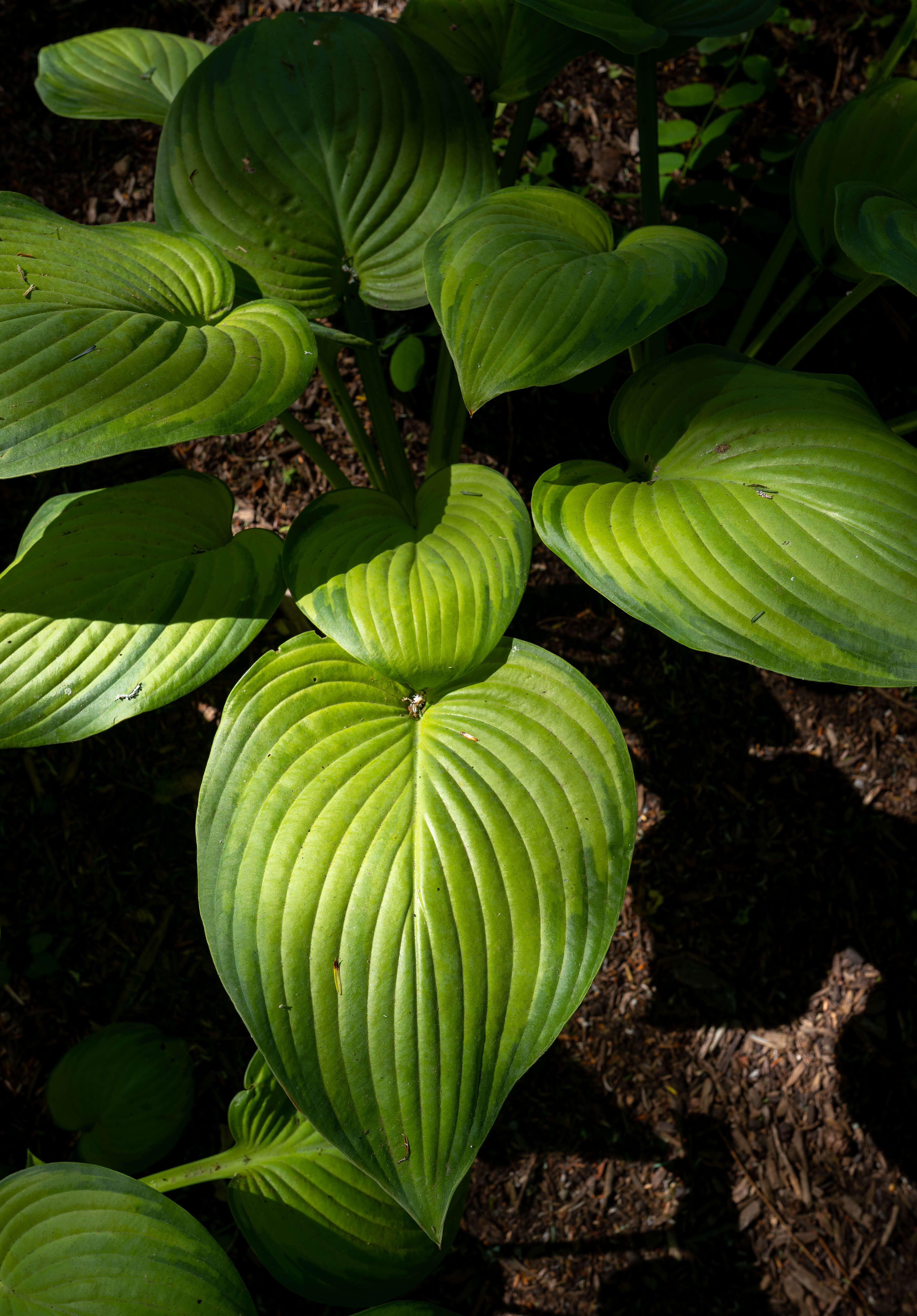 Imagem de Hosta plantaginea (Lam.) Asch.