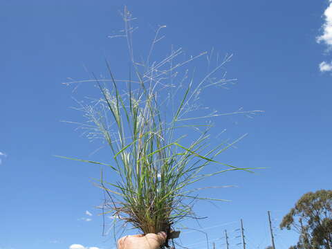 Imagem de Panicum queenslandicum Domin