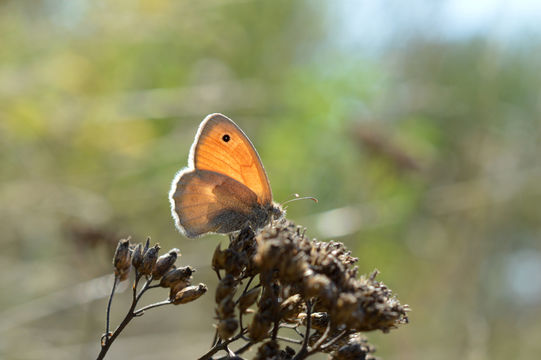 Image of small heath