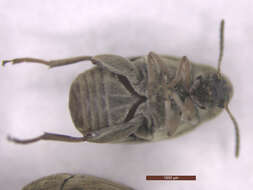 Image of Bean weevil