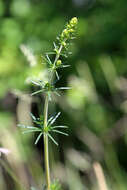 Image of Lady's Bedstraw