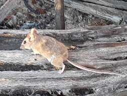 Image of Deer Mice
