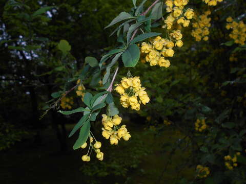 Слика од Berberis lycium Royle