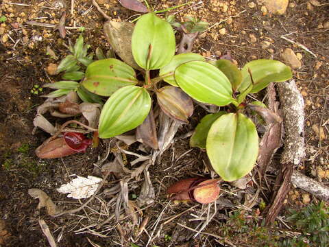 Image of Giant Malaysian Pitcher Plant