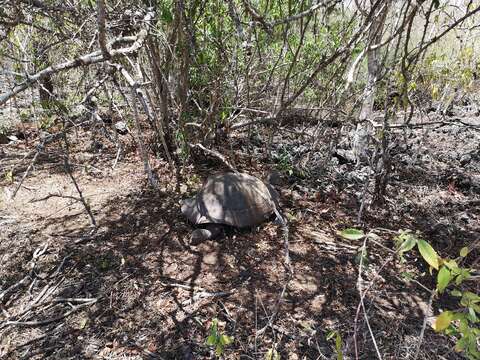 Image of Sierra Negra giant tortoise