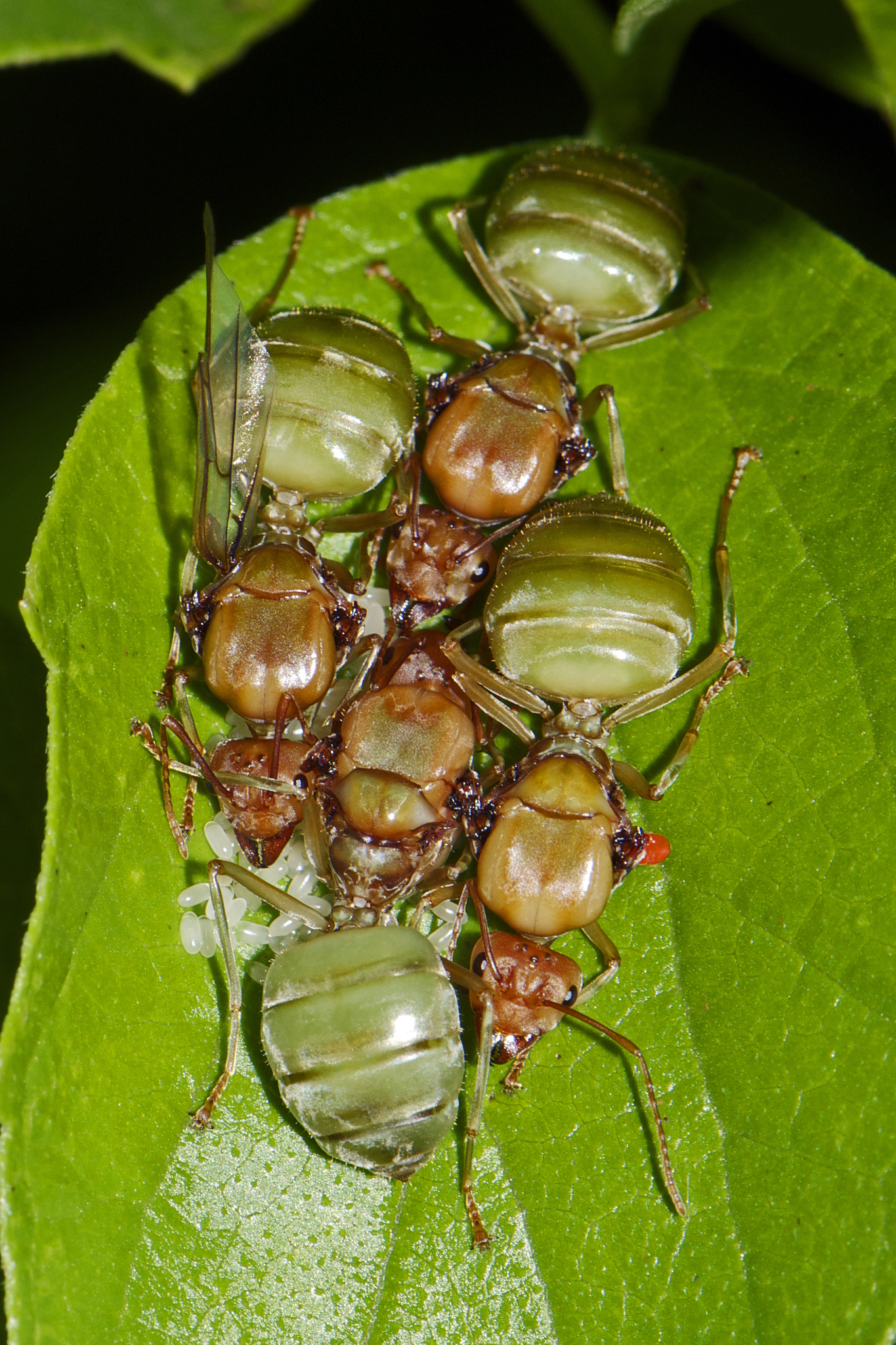 Asian Weaver Ant Encyclopedia Of Life