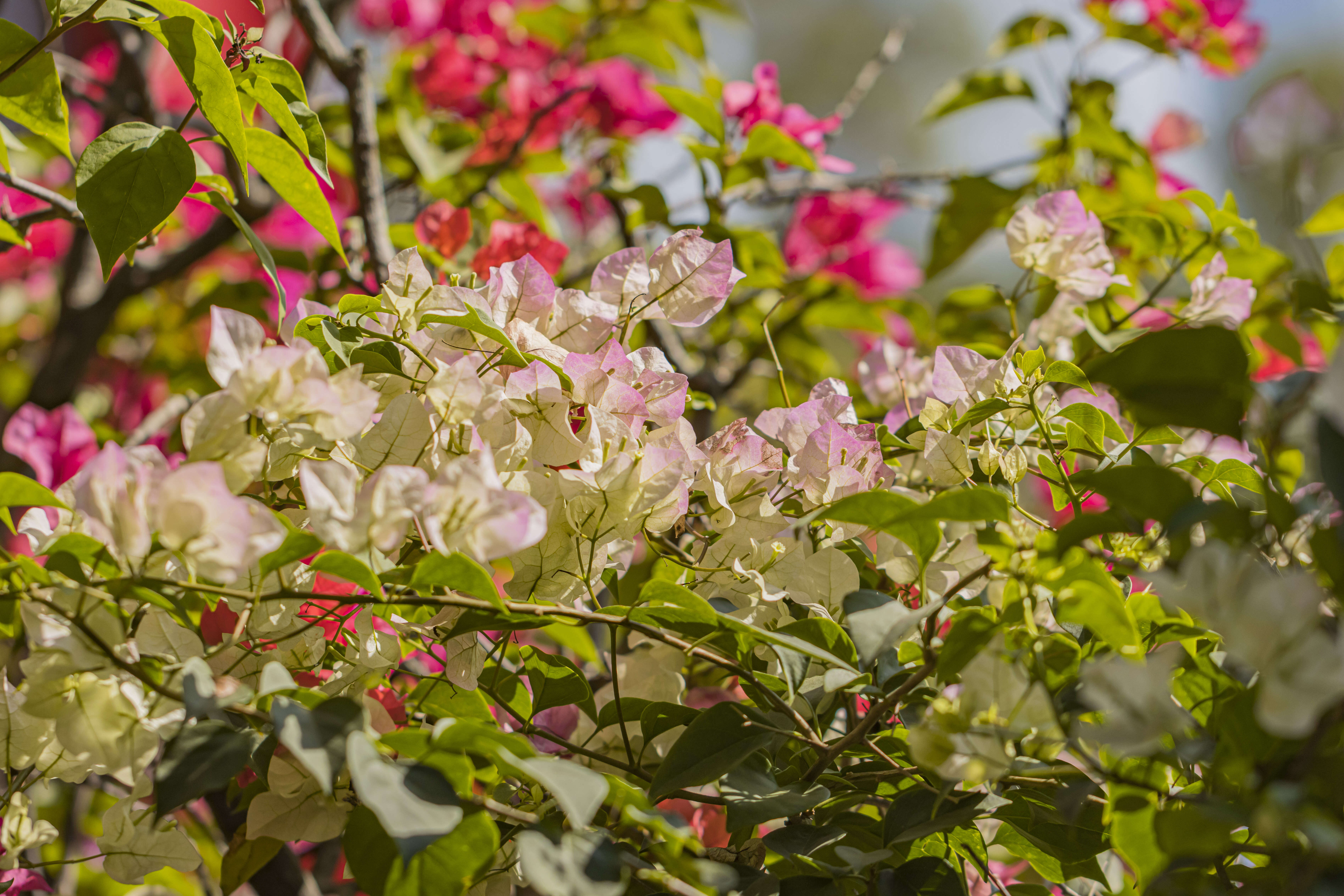 Слика од Bougainvillea