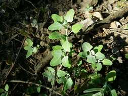 Plancia ëd Chenopodium opulifolium Schrader