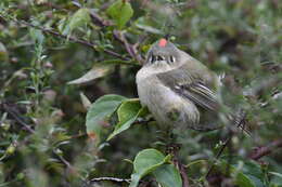 Image of Golden-crowned Kinglet