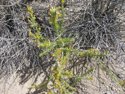 Image of <i>Tetradymia axillaris</i>