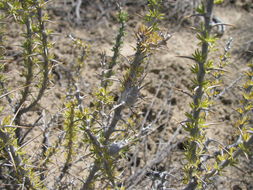 Image of <i>Tetradymia axillaris</i>