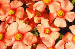 Image of Oxalis obtusa Jacq.