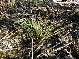 Juncus bulbosus L.的圖片