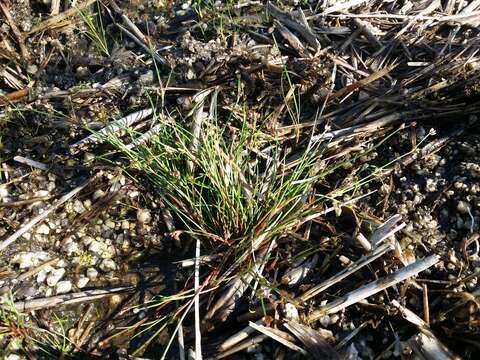 Juncus bulbosus L. resmi