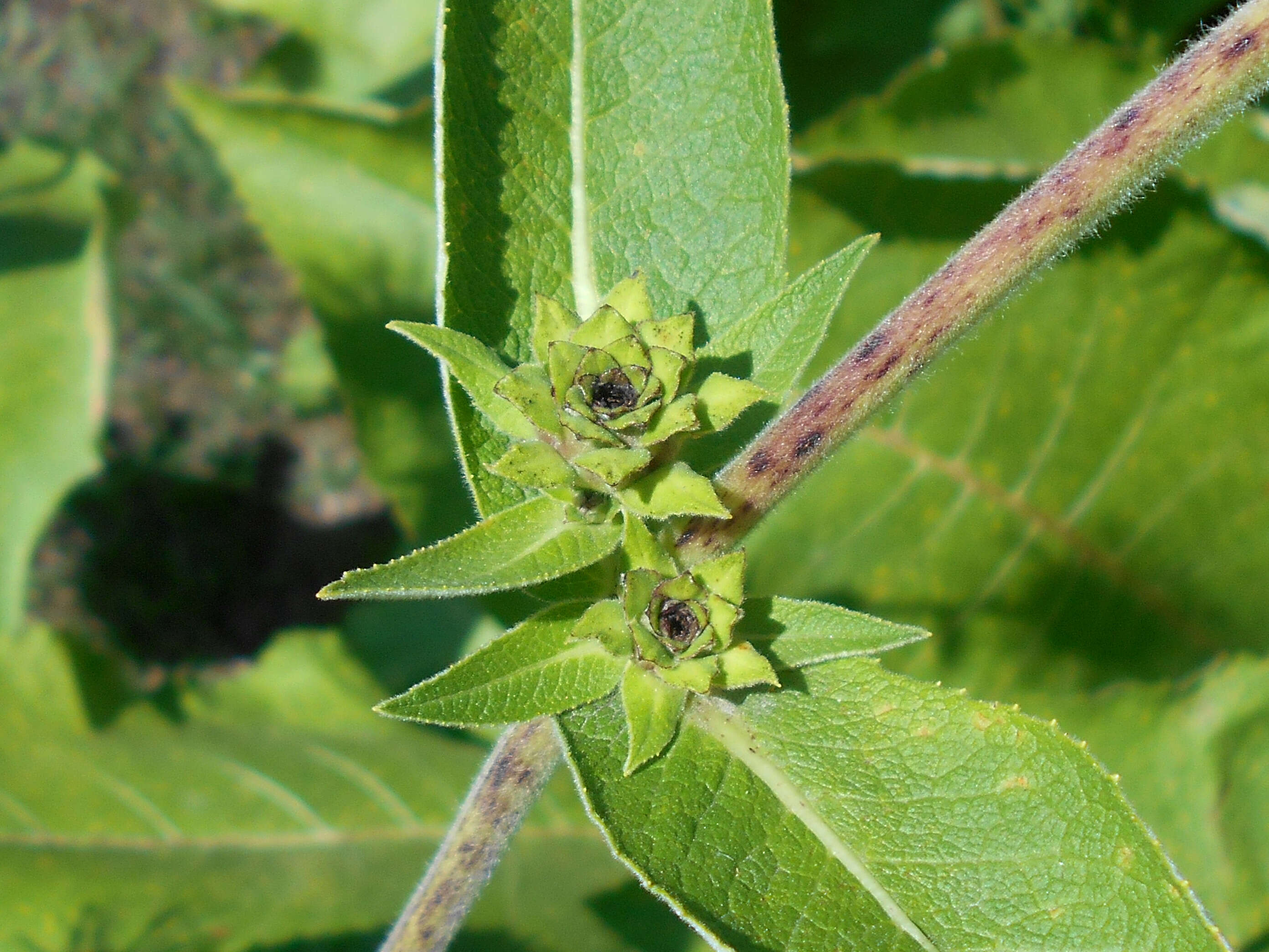 Imagem de Inula royleana DC.