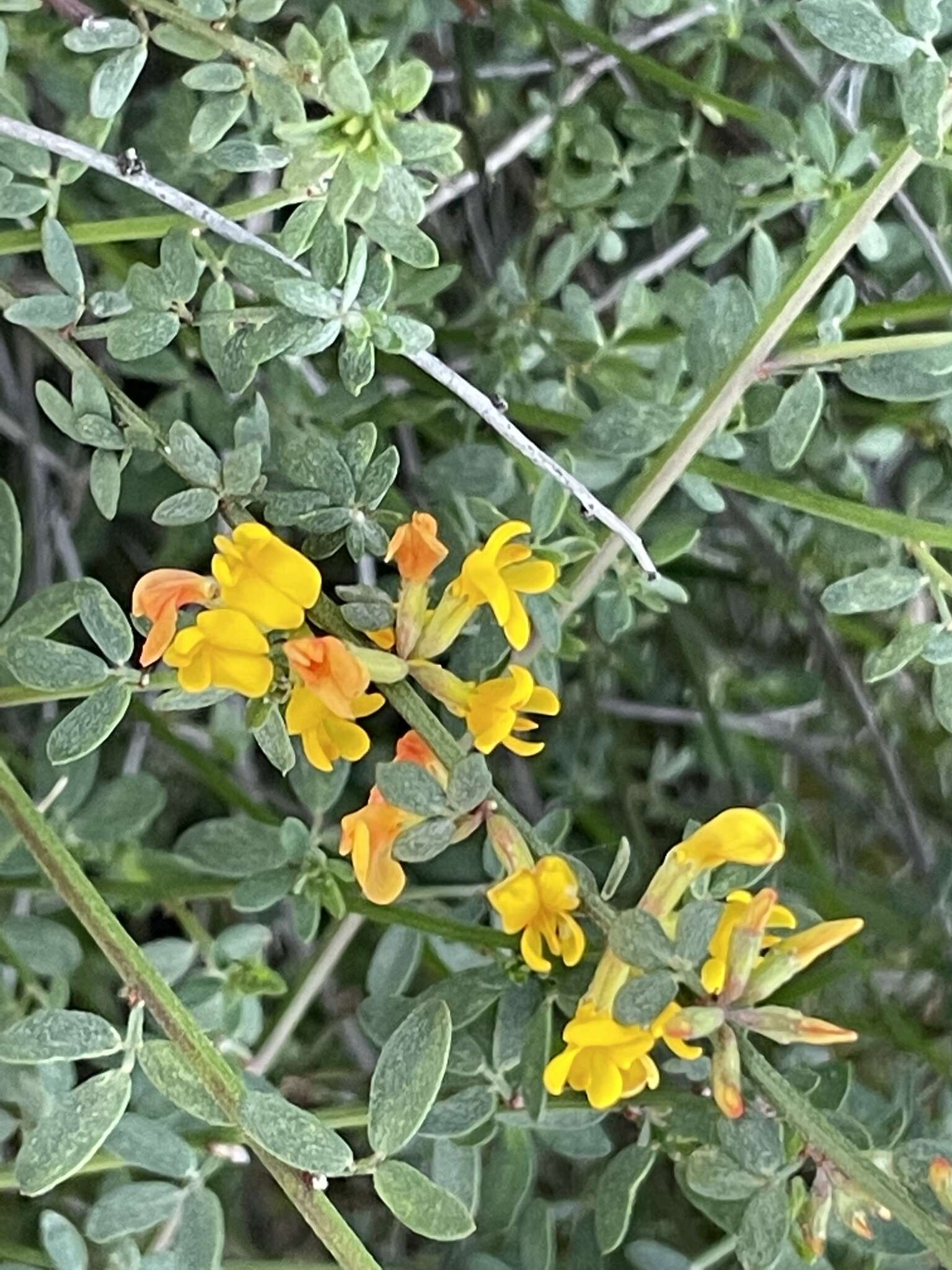 Image of Acmispon glaber