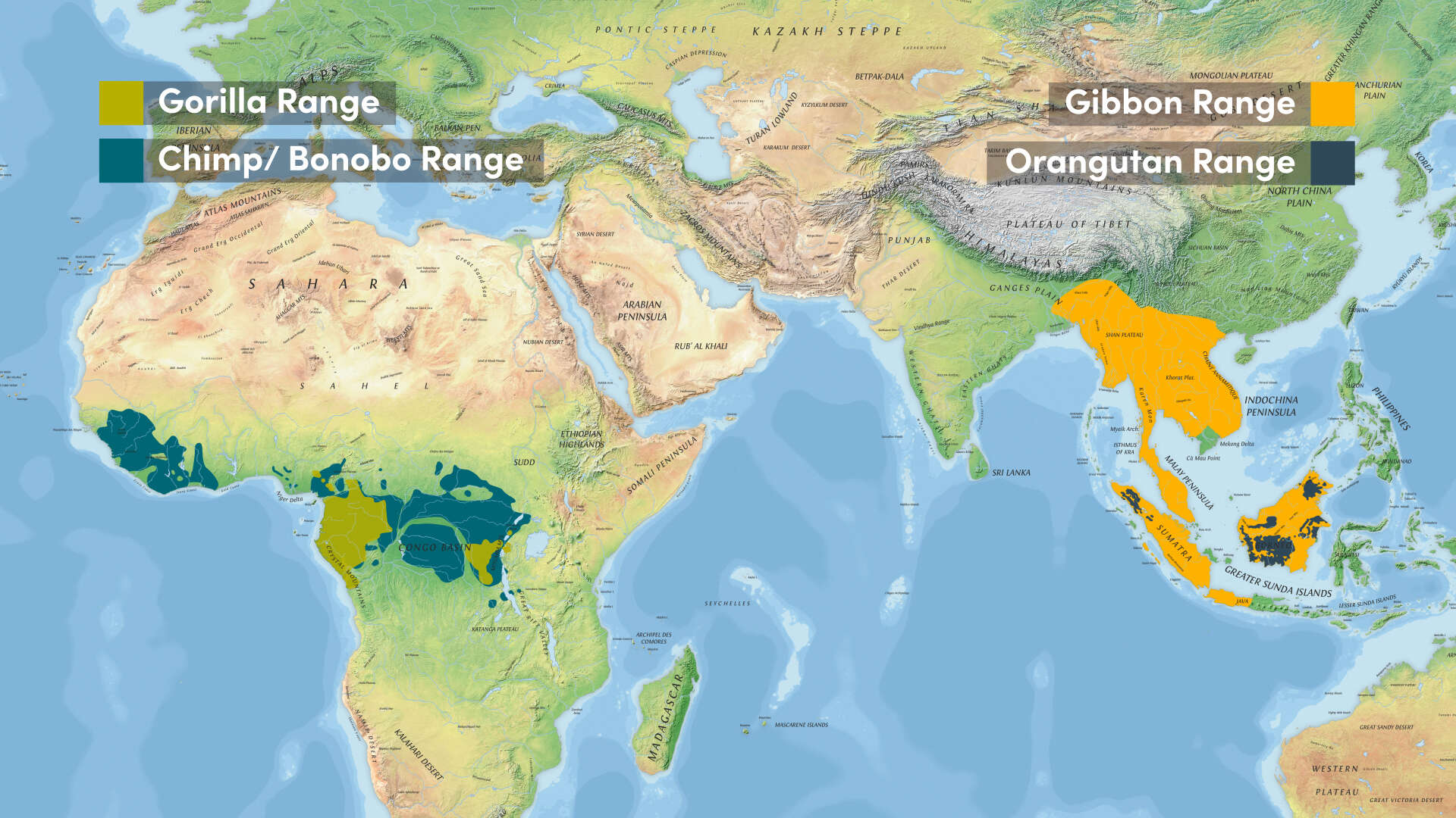 Image de Hominoïdes