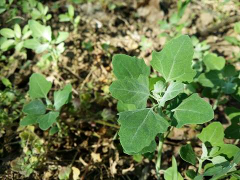 Image of Grey Goosefoot