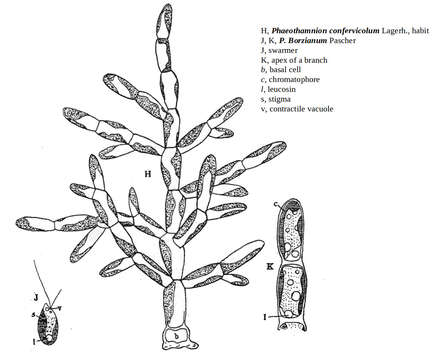 Image de Phaeothamniophyceae