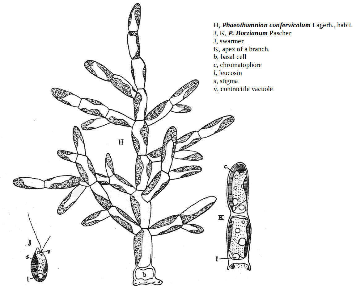 Image of Phaeothamniophyceae