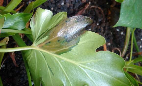 Image of philodendron