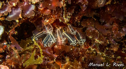 Image of <i>Clavelina lepadiformis</i>