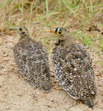 Image of Double-banded Sandgrouse