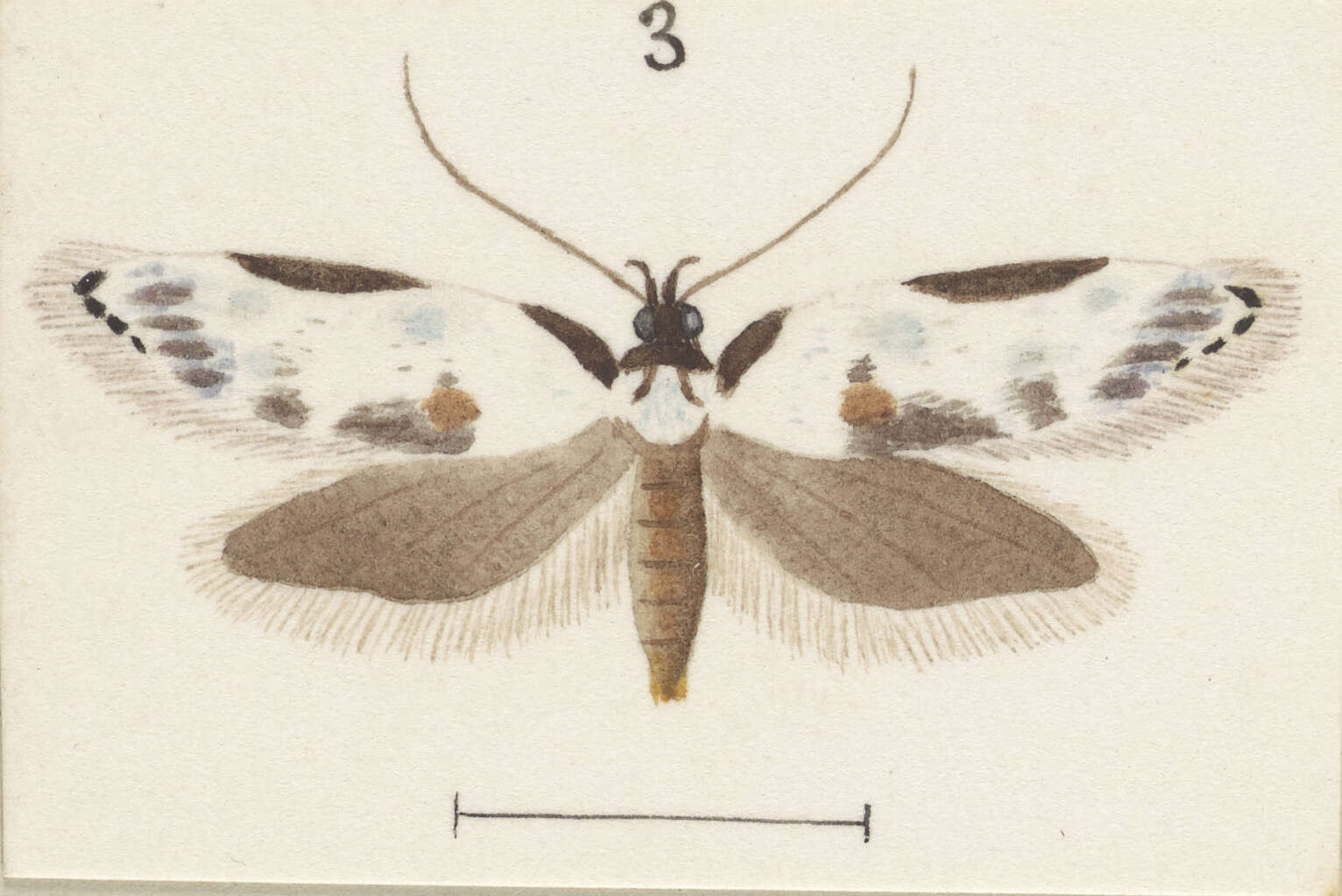 Image of Trachypepla hieropis Meyrick 1892