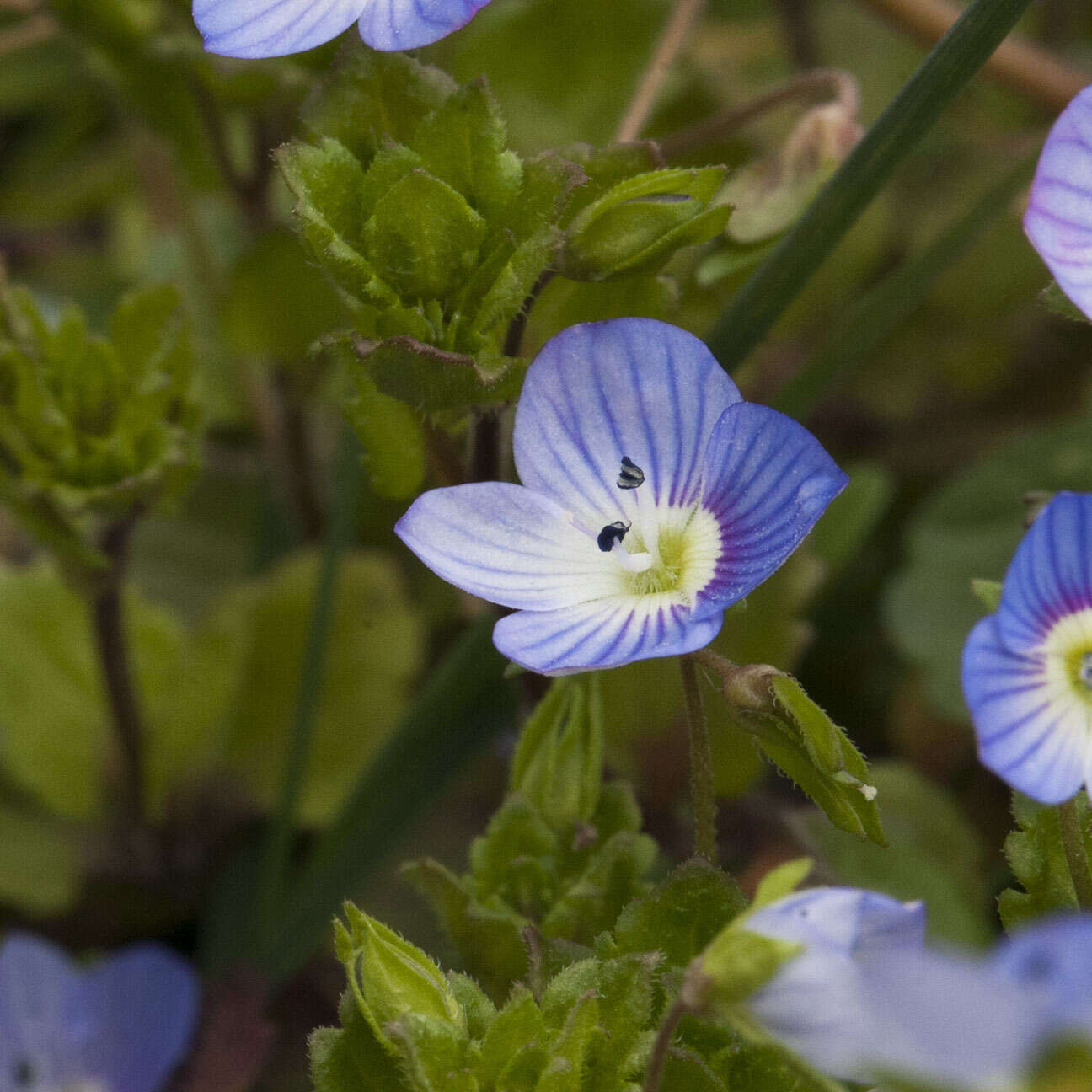 Image of birdeye speedwell