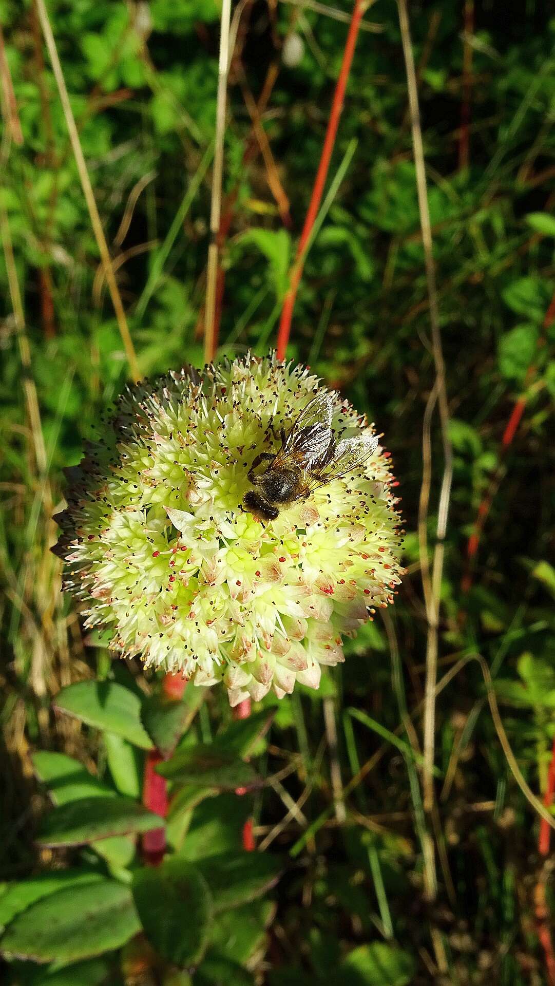 Image of Orpine