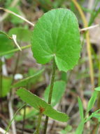 Image of <i>Centella asiatica</i>
