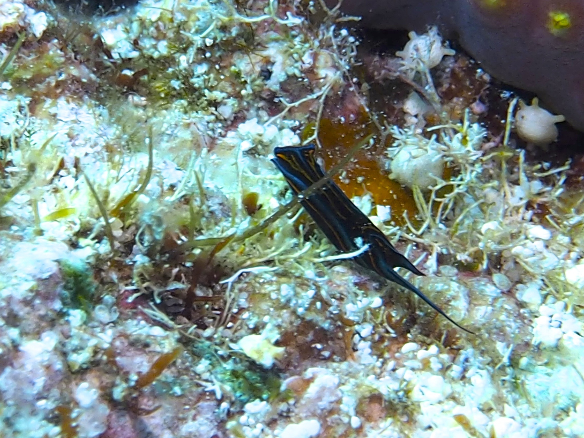 Image of Chelidonura hirundinina (Quoy & Gaimard 1833)