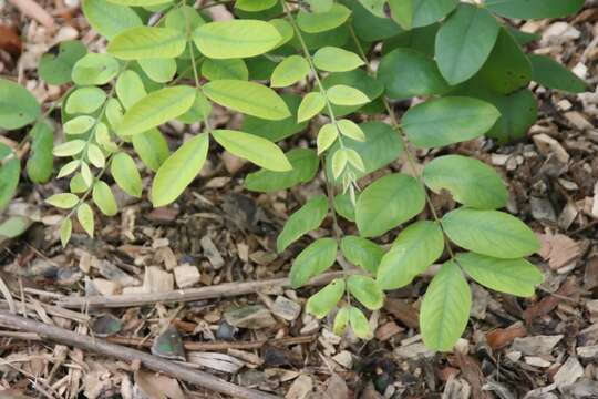 Image of Cassia bakeriana Craib