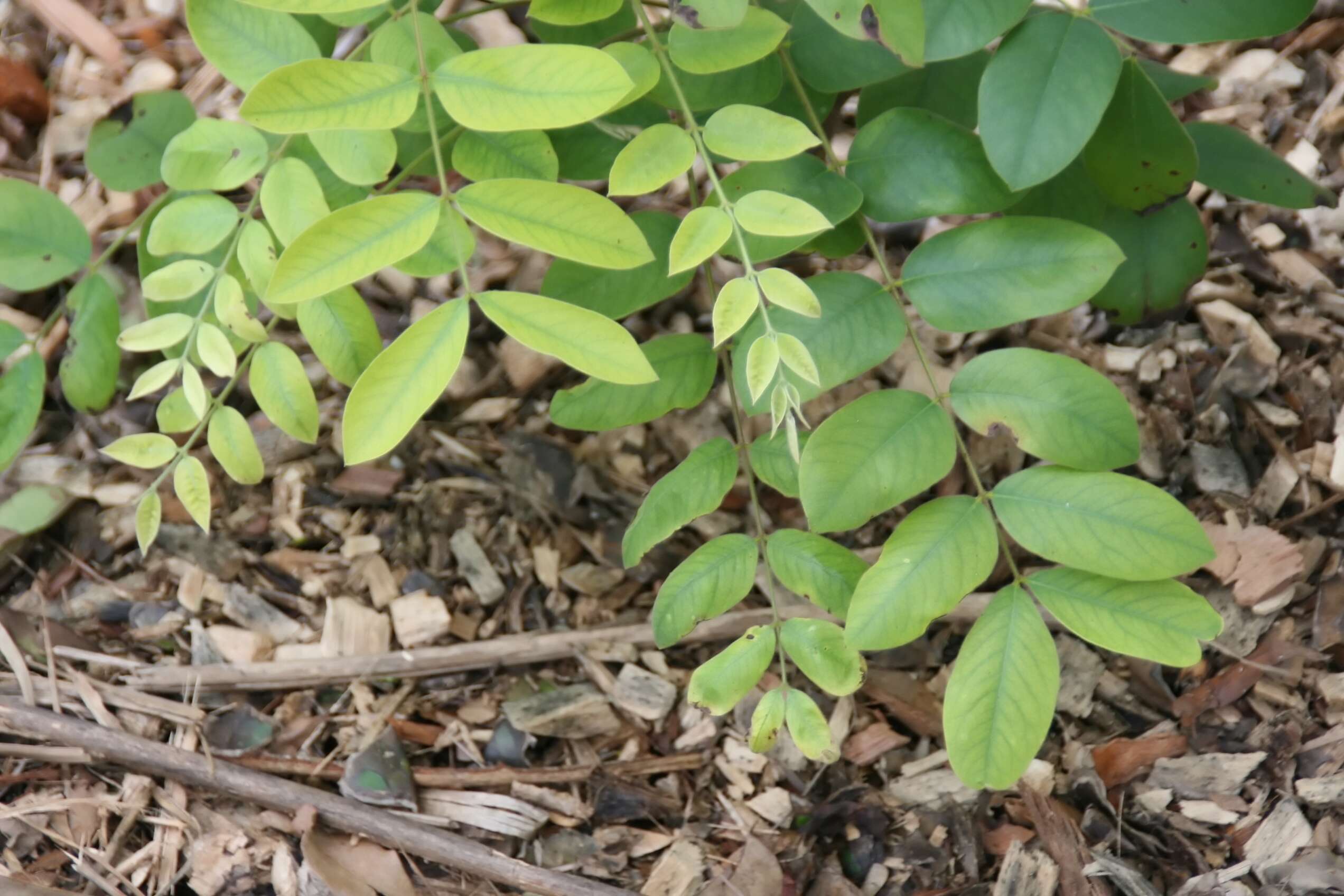 Image of Cassia bakeriana Craib