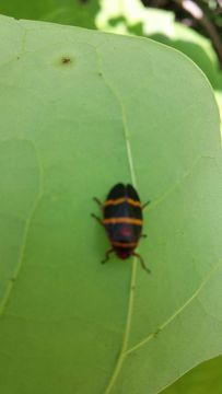 18.https www inaturalist org photos 3632181.580x360
