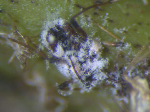 Image of Banana aphid