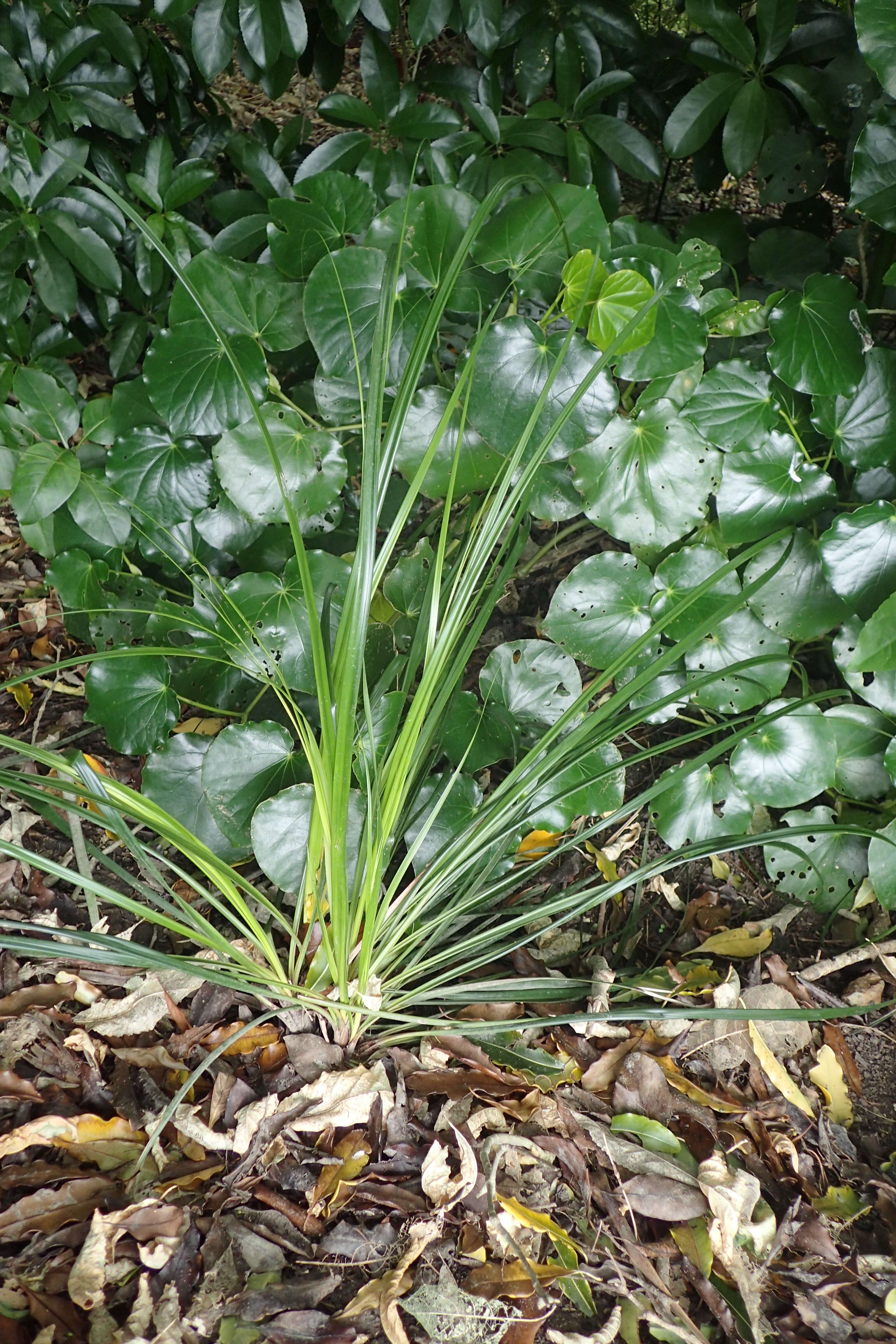 Gahnia xanthocarpa (Hook. fil.) Hook. fil.的圖片