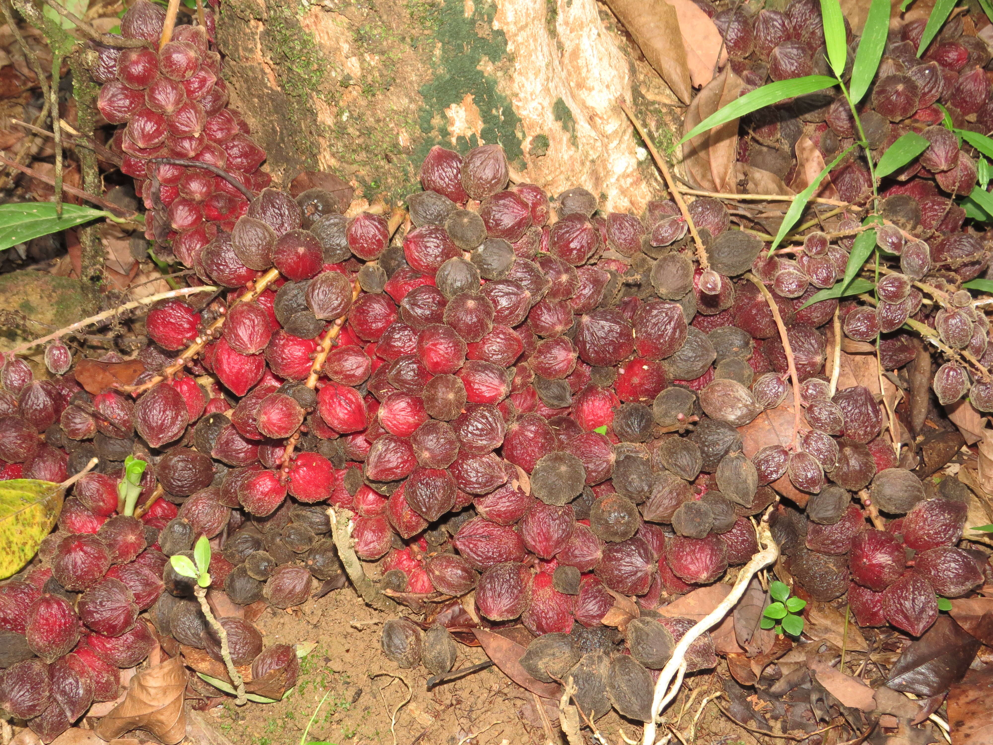 Image de Baccaurea courtallensis (Wight) Müll. Arg.