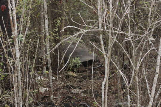 Image of Sierra Negra giant tortoise