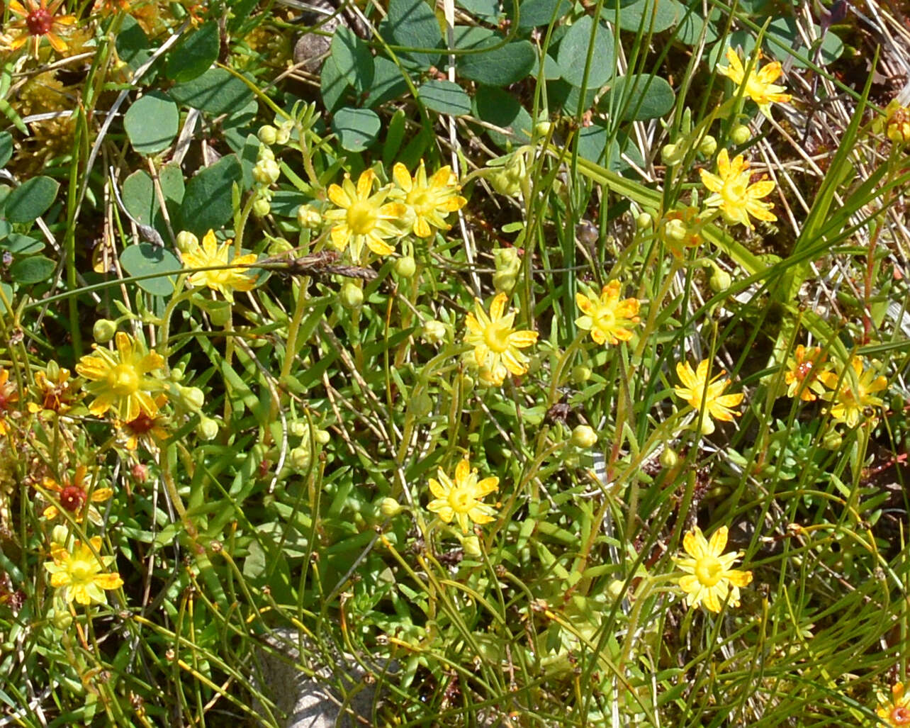 Image of Yellow (Mountain) Saxifrage