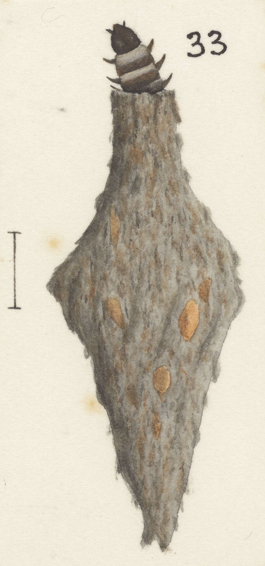 Image of Scoriodyta conisalia Meyrick 1888